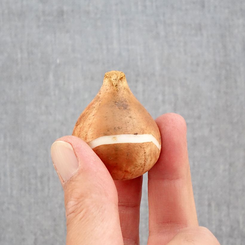 Exemplaar van Tulpen Rembrandt Mix Bol kaliber 12+ zoals geleverd in de herfst