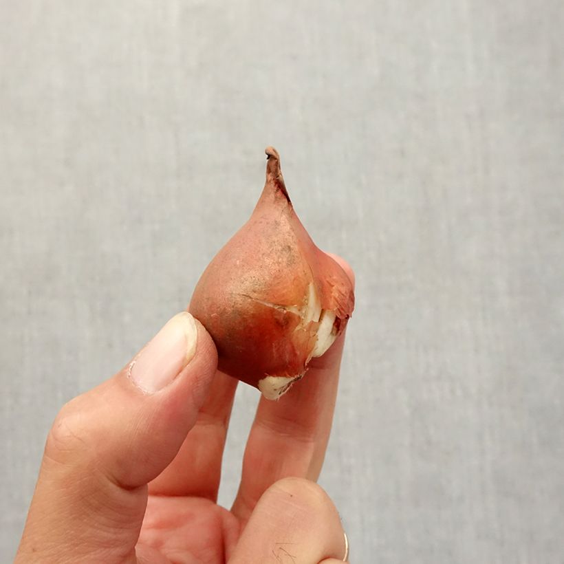 Exemplaar van Viridiflora-tulpen Mix Bol kaliber 12+ zoals geleverd in de herfst