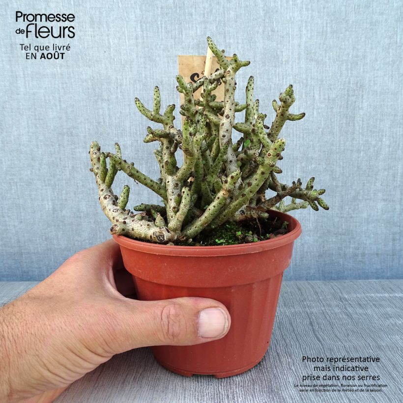 Exemplaar van Tylecodon bucholzianus - Tylecodon Pot van 12 cm / 13 cm zoals geleverd in de zomer