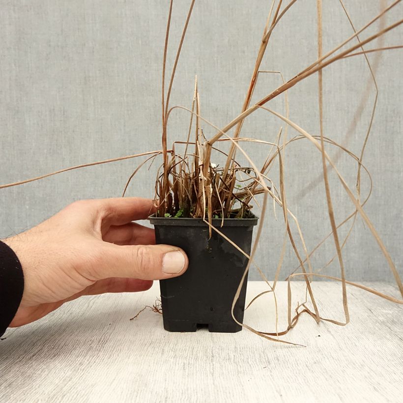 Exemplaar van Typha angustifolia - Kleine lisdodde Kweekpotje van 8/9 cm zoals geleverd in de herfst