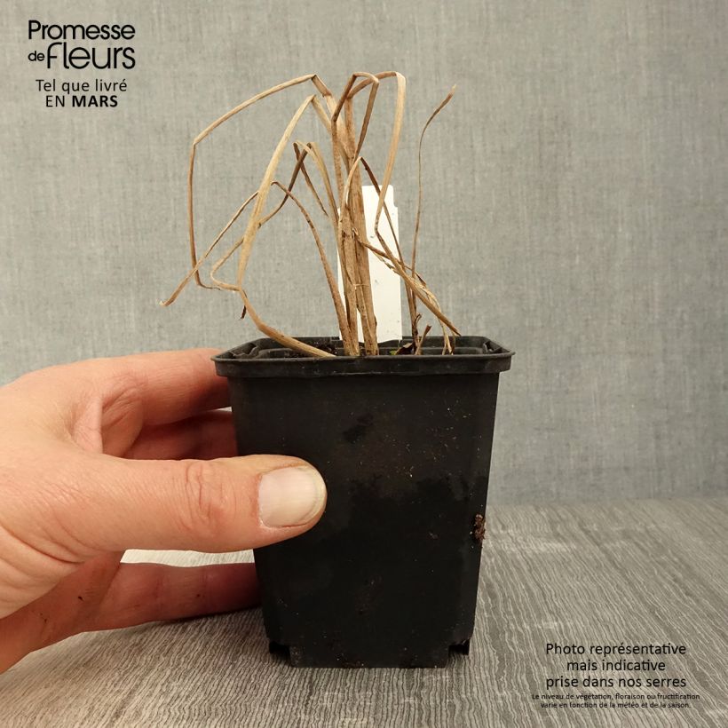 Exemplaar van Typha angustifolia - Kleine lisdodde Kweekpotje van 8/9 cm zoals geleverd in de lente