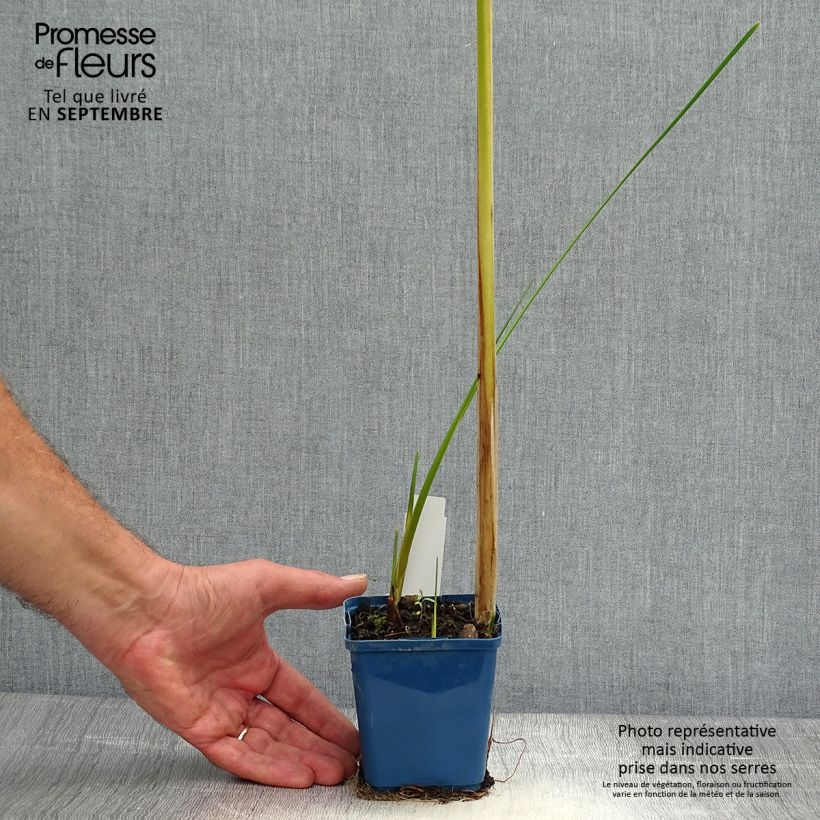 Exemplaar van Typha angustifolia - Kleine lisdodde Kweekpotje van 8/9 cm zoals geleverd in de herfst
