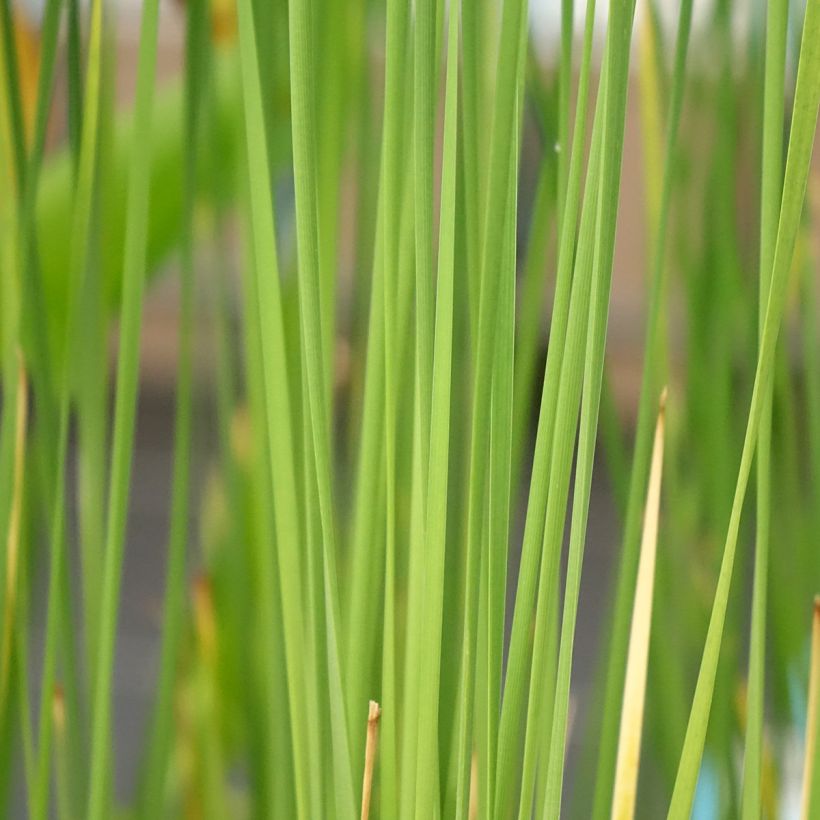 Typha laxmannii - Grote lisdodde (Blad)