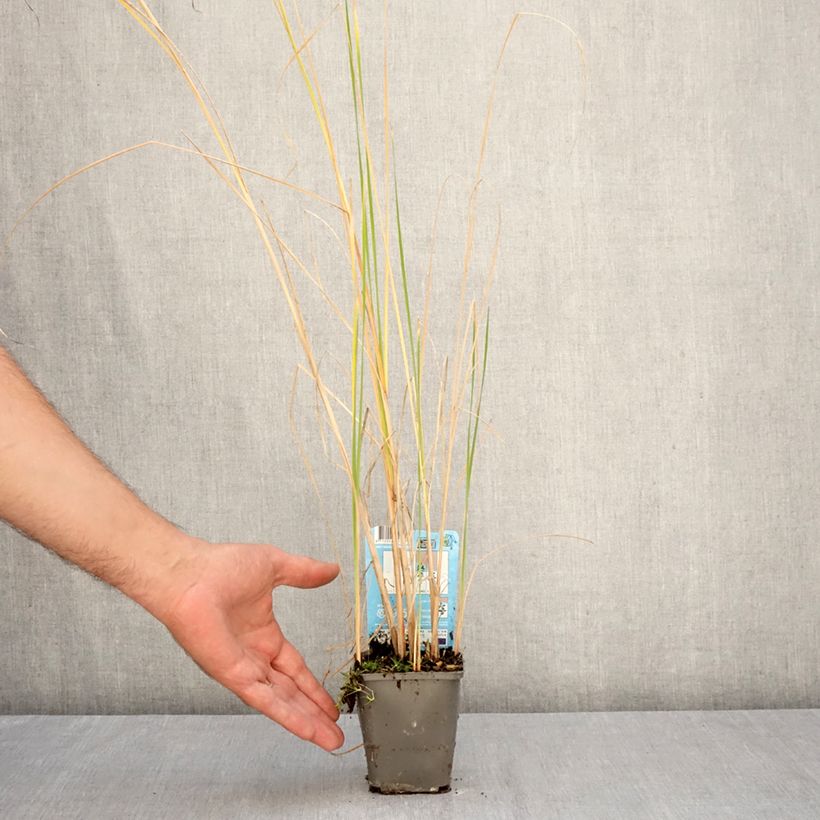 Exemplaar van Typha laxmannii - Grote lisdodde Kweekpotje van 8/9 cm zoals geleverd in de herfst