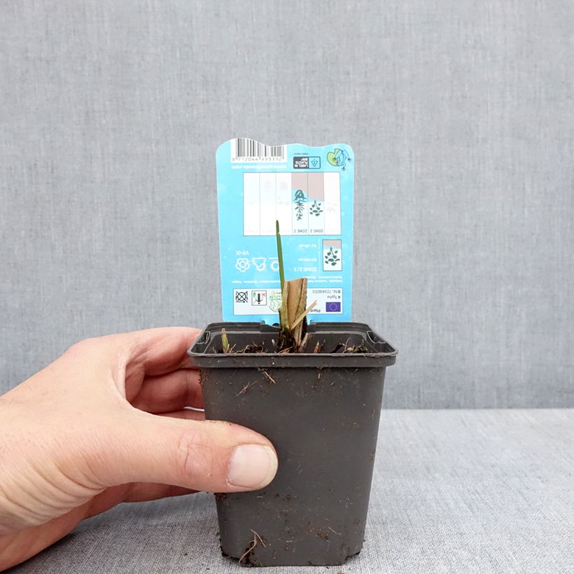 Exemplaar van Typha laxmannii - Grote lisdodde Kweekpotje van 8/9 cm zoals geleverd in de lente
