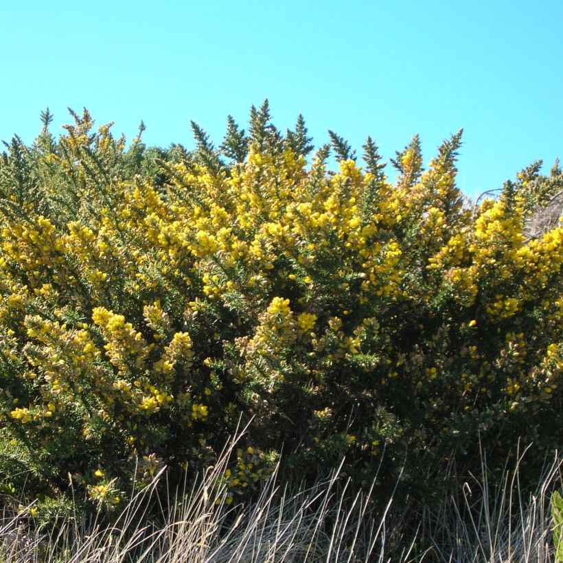 Ulex europaeus - Gaspeldoorn (Groeiplaats)