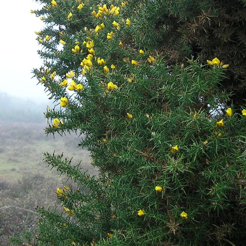 Ulex europaeus - Gaspeldoorn (Blad)