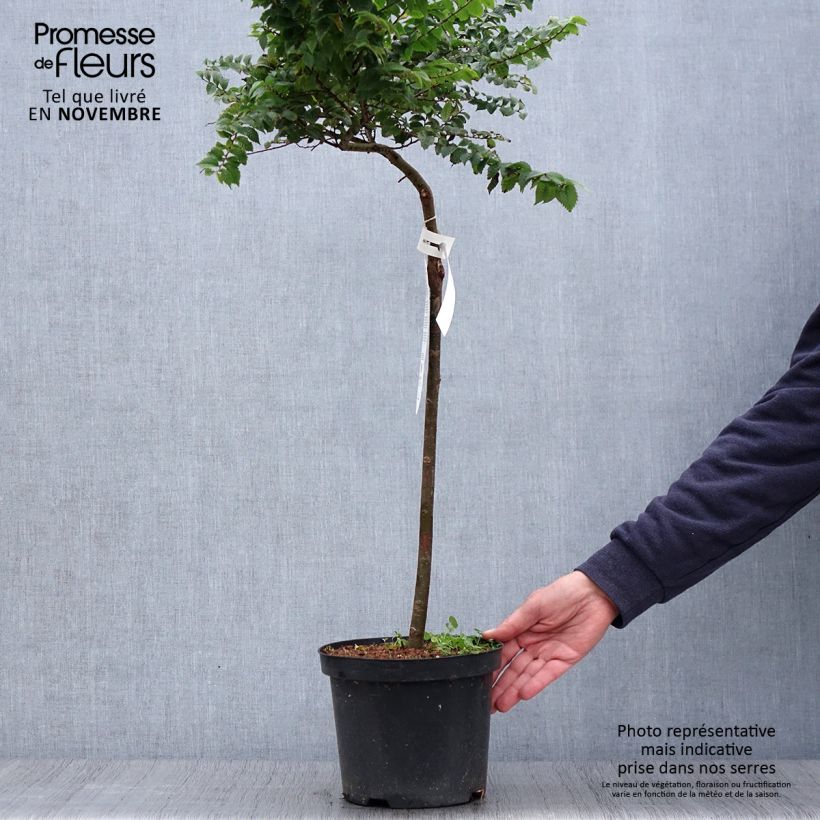 Exemplaar van Ulmus hollandica Jacqueline Hillier - Hollandse iep Pot van 4 l/5 l, Stengel zoals geleverd in de herfst