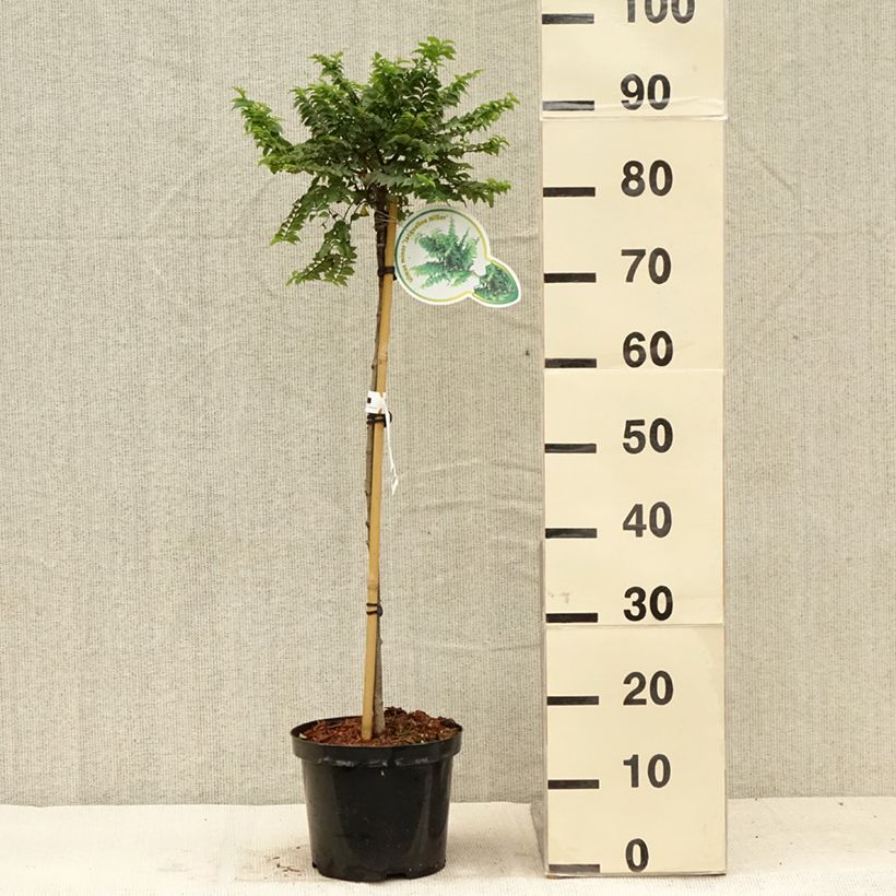 Exemplaar van Ulmus hollandica Jacqueline Hillier - Hollandse iep Pot van 4 l/5 l, Stengel zoals geleverd in de zomer
