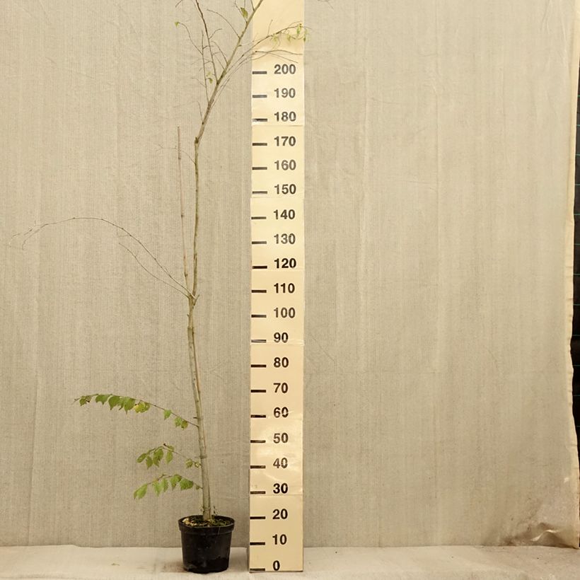 Exemplaar van Ulmus minor Argenteovariegata - Gladde iep Pot van 4 l/5 l, Stengel zoals geleverd in de herfst