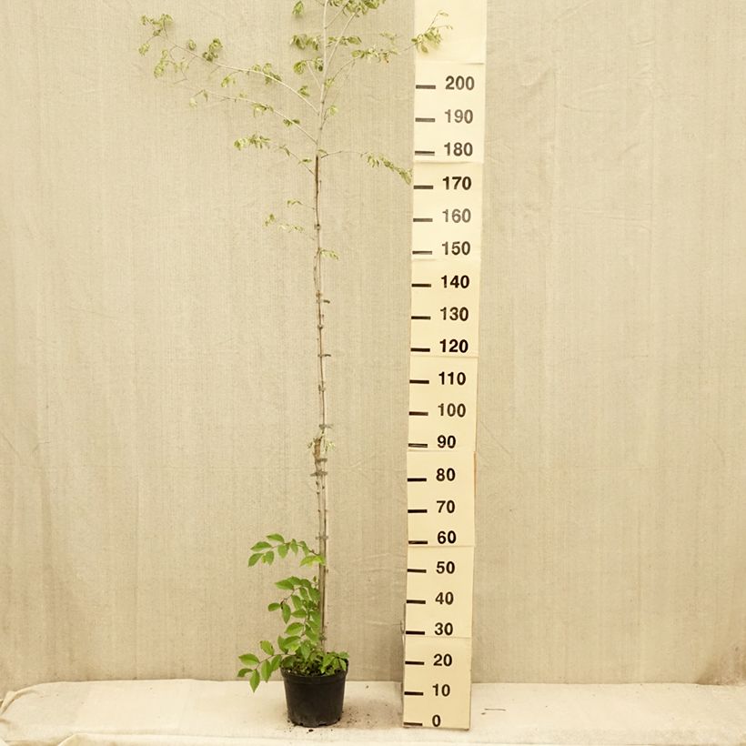 Exemplaar van Ulmus minor Argenteovariegata - Gladde iep Pot van 4 l/5 l, Stengel zoals geleverd in de zomer