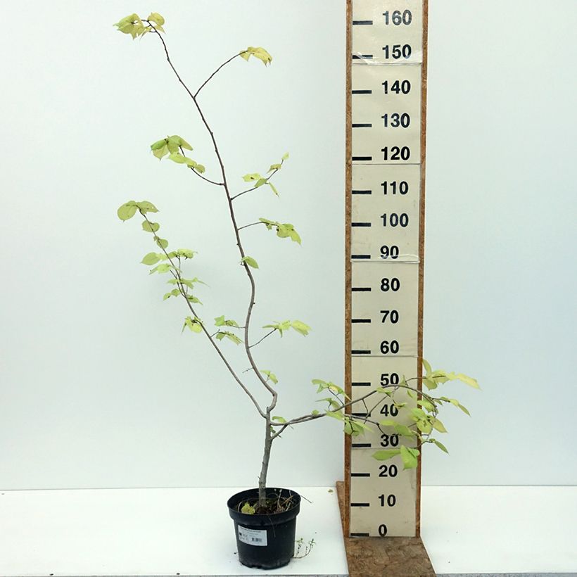 Exemplaar van Ulmus minor Louis van Houtte - Gladde iep Pot van 7,5 l/10 l zoals geleverd in de zomer