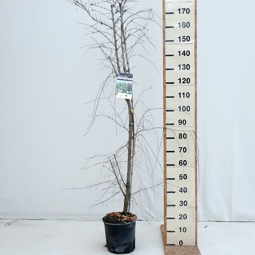 Exemplaar van Ulmus minor - Gladde iep Pot van 7,5 l/10 l zoals geleverd in de herfst
