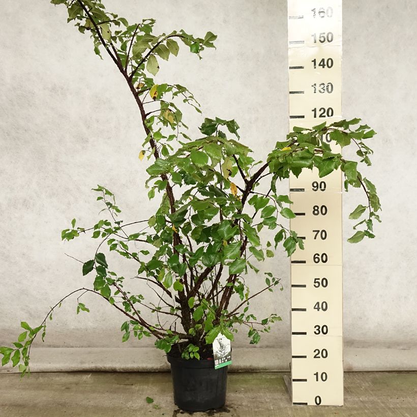 Exemplaar van Ulmus minor suberosa - Gladde iep Pot van 7,5 l/10 l zoals geleverd in de zomer