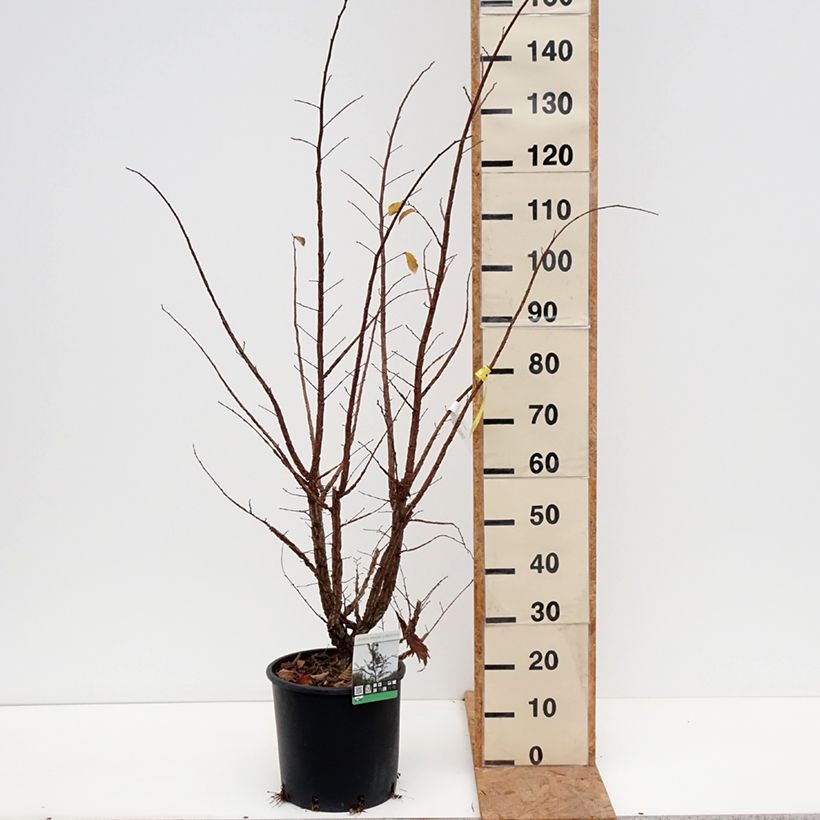 Exemplaar van Ulmus minor suberosa - Gladde iep Pot van 7,5 l/10 l zoals geleverd in de herfst