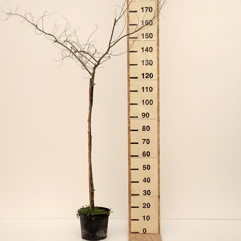 Exemplaar van Ulmus  minor Viminalis Aurea - Orme à petites feuilles Pot de 4L/5L, Tige zoals geleverd in de winter