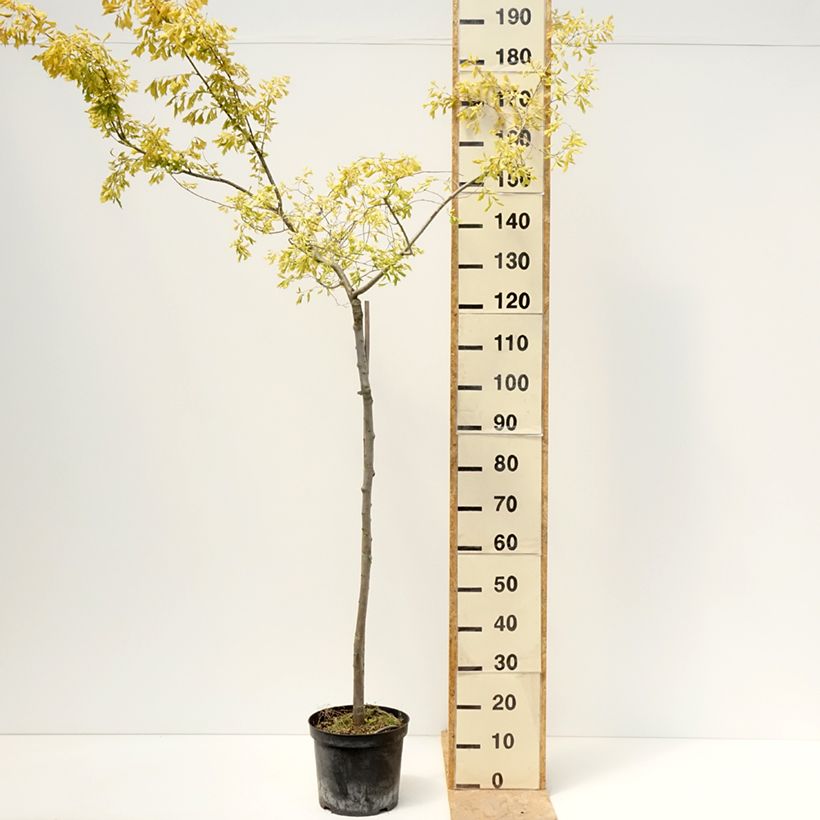 Example of Ulmus minor Viminalis Aurea - Gladde iep Pot van 4 l/5 l, Stengel as you get in printemps