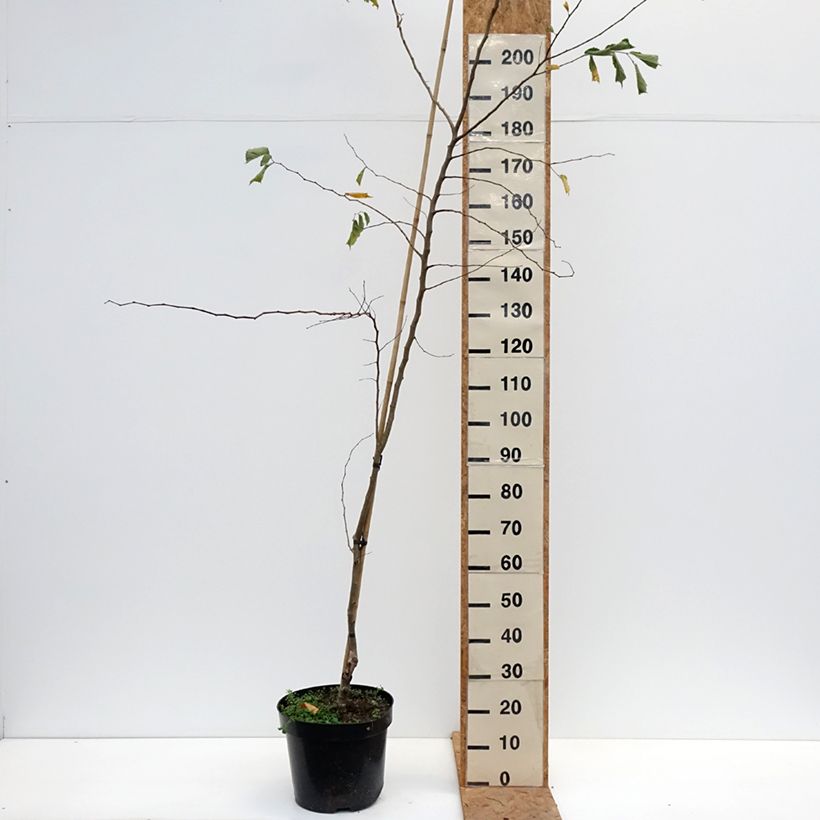 Exemplaar van Ulmus minor Webbiana - Gladde iep Pot van 12 l/15 l, Stengel zoals geleverd in de herfst