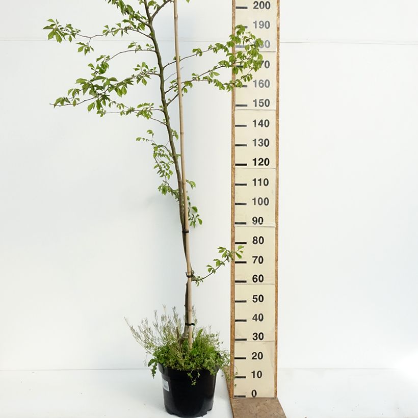 Exemplaar van Ulmus minor Webbiana - Gladde iep Pot van 12 l/15 l, Stengel zoals geleverd in de lente
