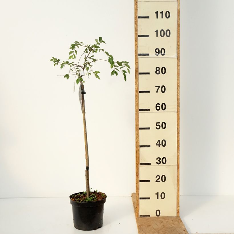 Exemplaar van Ulmus parvifolia Geisha - Chinese iep Pot van 4 l/5 l, Stengel zoals geleverd in de herfst