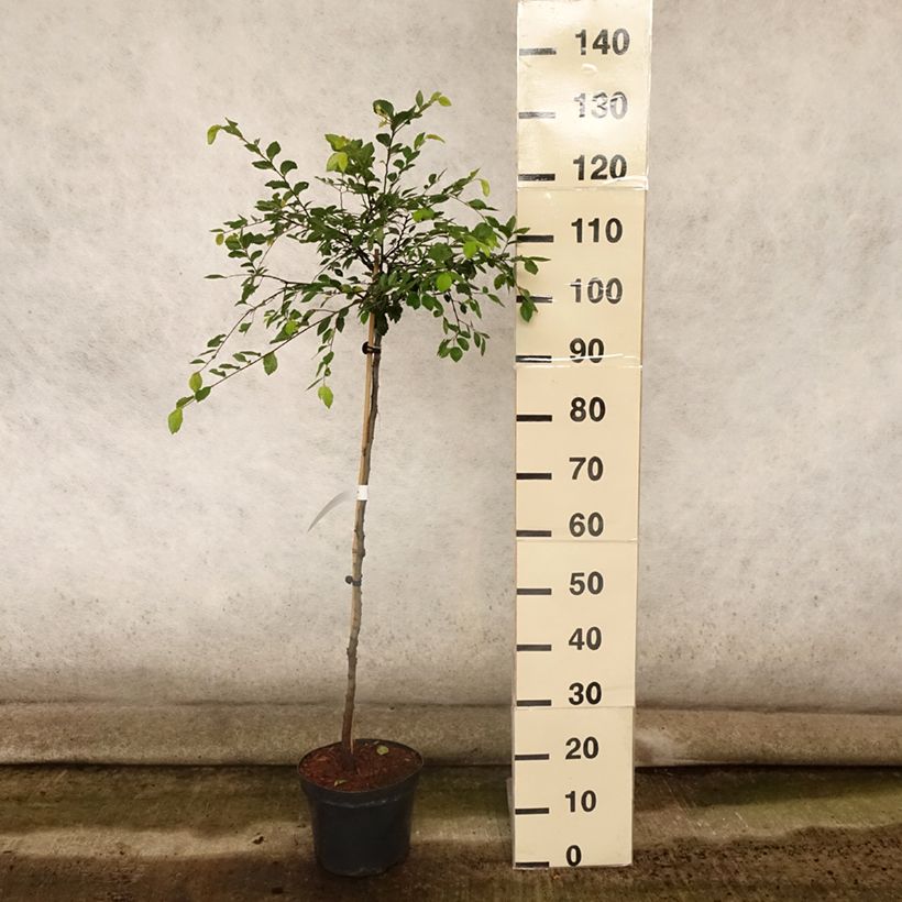 Exemplaar van Ulmus parvifolia Geisha - Chinese iep Pot van 4 l/5 l, Stengel zoals geleverd in de zomer