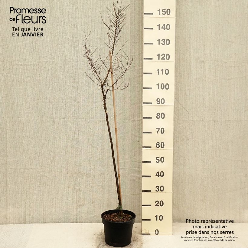 Exemplaar van Ulmus parvifolia Seiju - Orme de Chine Pot de 4L/5L, Tige, Tige de 80 cm zoals geleverd in de winter