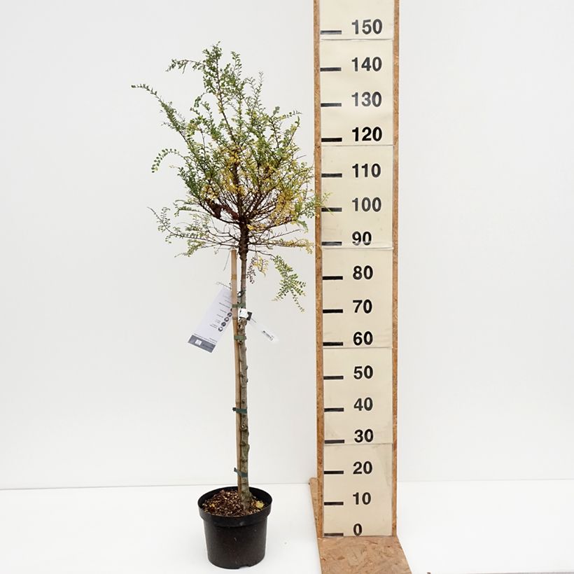 Exemplaar van Ulmus parvifolia Seiju - Chinese iep Pot van 4 l/5 l, Stengel zoals geleverd in de herfst