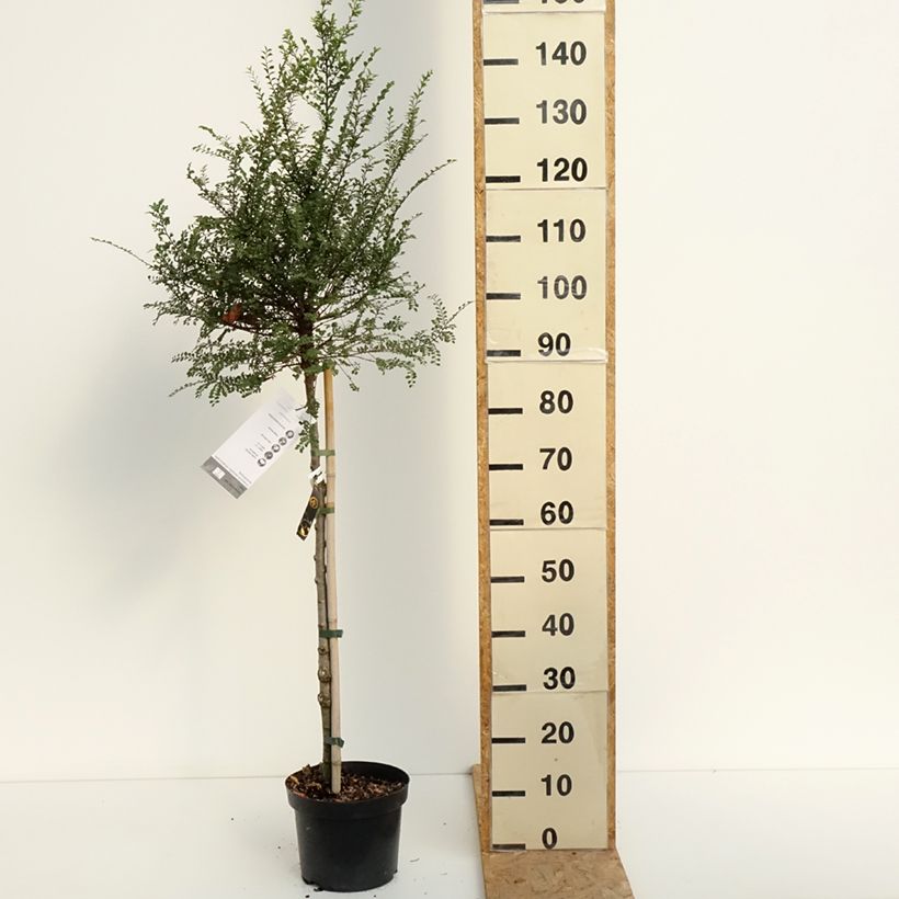 Exemplaar van Ulmus parvifolia Seiju - Chinese iep Pot van 4 l/5 l, Stengel zoals geleverd in de zomer
