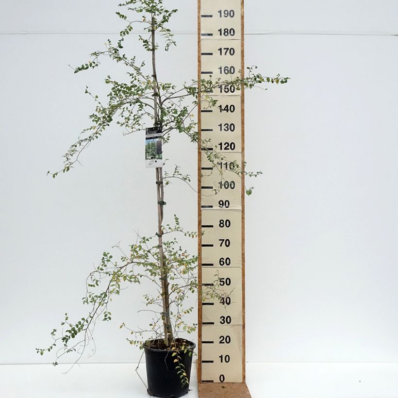 Exemplaar van Ulmus pumila - Siberische iep Pot van 7,5 l/10 l zoals geleverd in de herfst