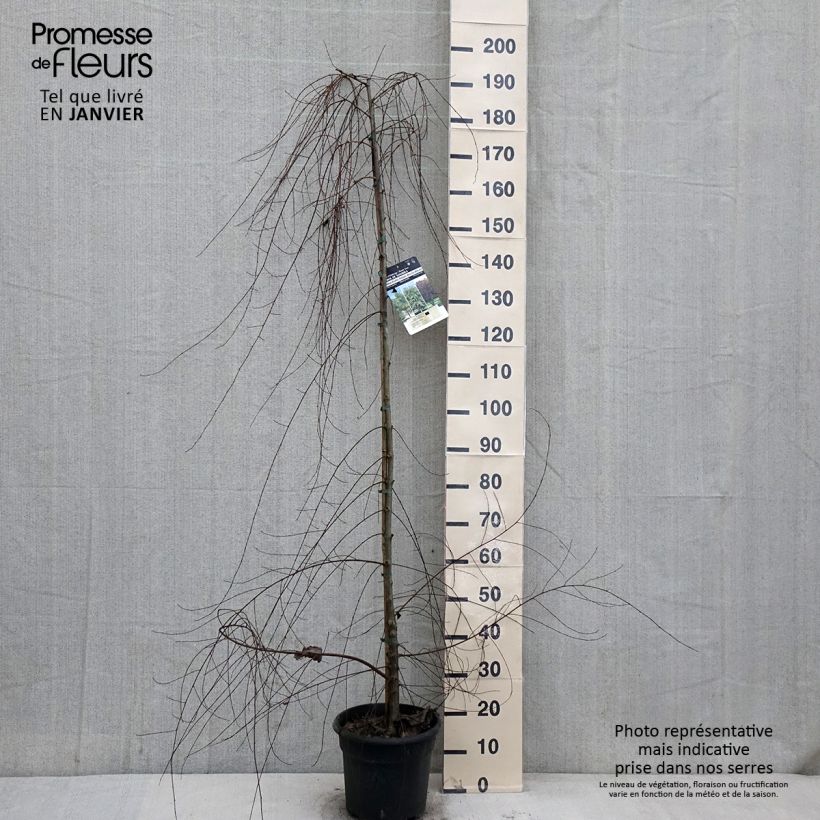 Exemplaar van Ulmus pumila - Orme de Sibérie Pot de 7,5L/10L zoals geleverd in de winter