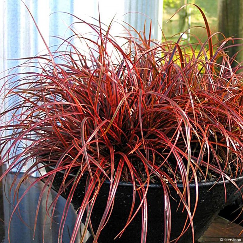 Uncinia rubra Everflame - Rode zegge (Plant habit)