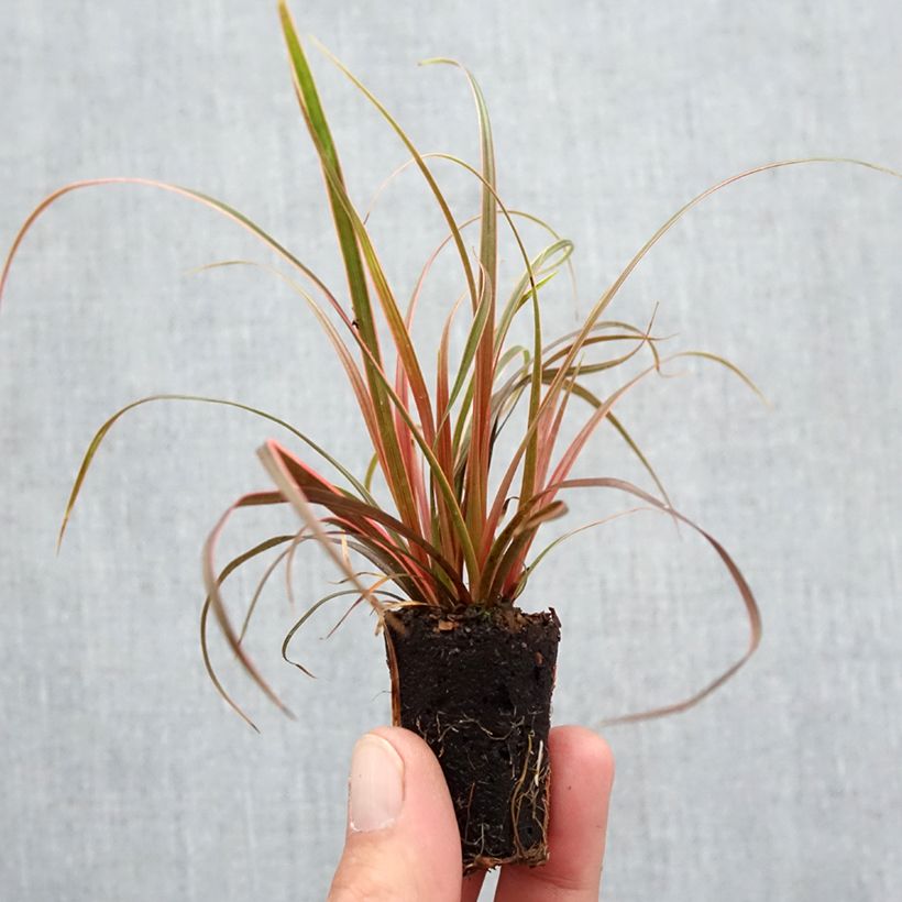 Example of Uncinia rubra Everflame - Rode zegge Mini-mot Ø 3/4 cm as you get in automne