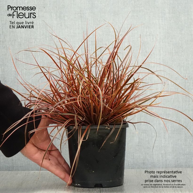 Exemplaar van Uncinia rubra Everflame Pot de 2L/3L zoals geleverd in de winter