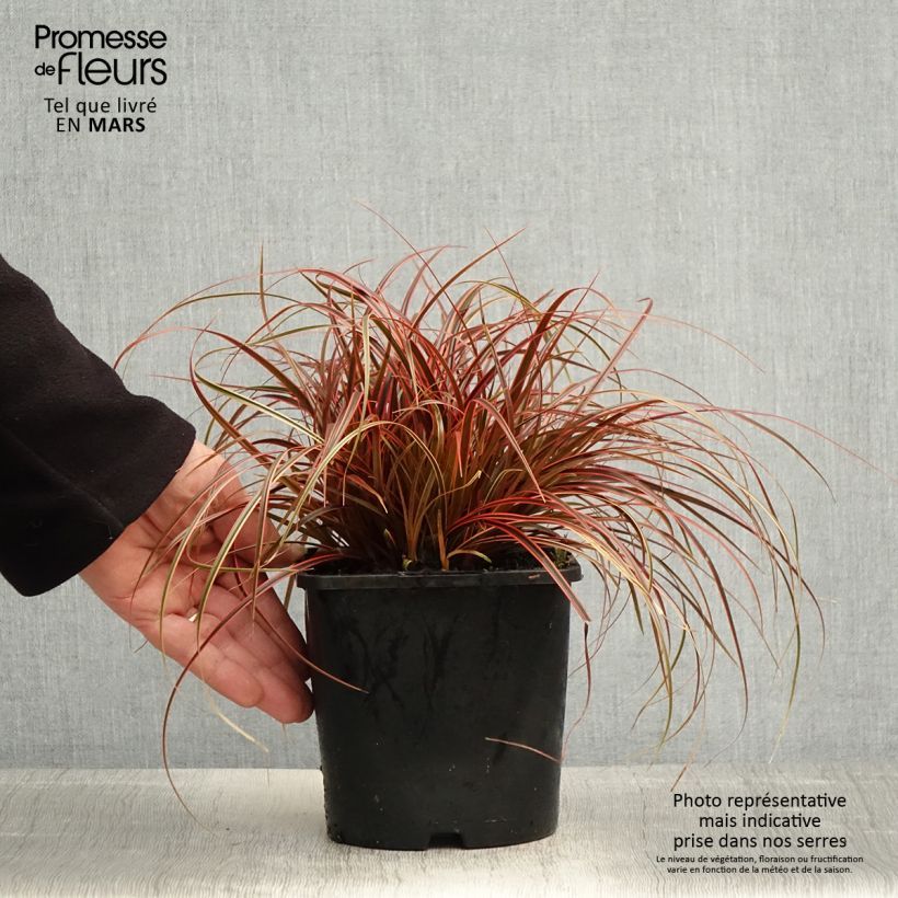Example of Uncinia rubra Everflame - Rode zegge Pot van 2 l/3 l as you get in printemps