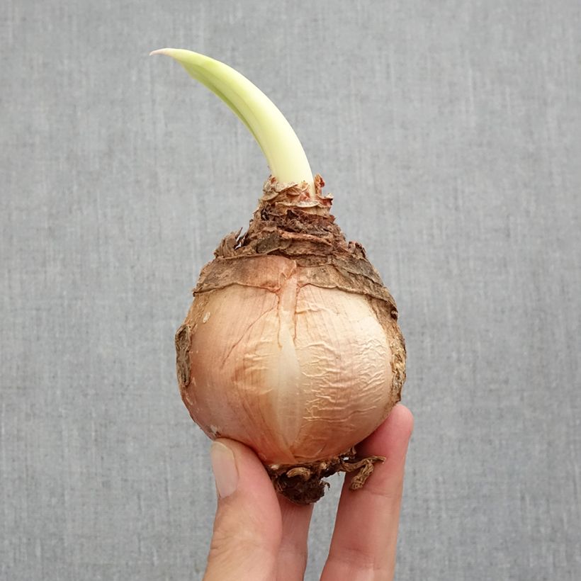 Exemplaar van *Urginea maritima* - Zeeschuim zoals geleverd in de lente