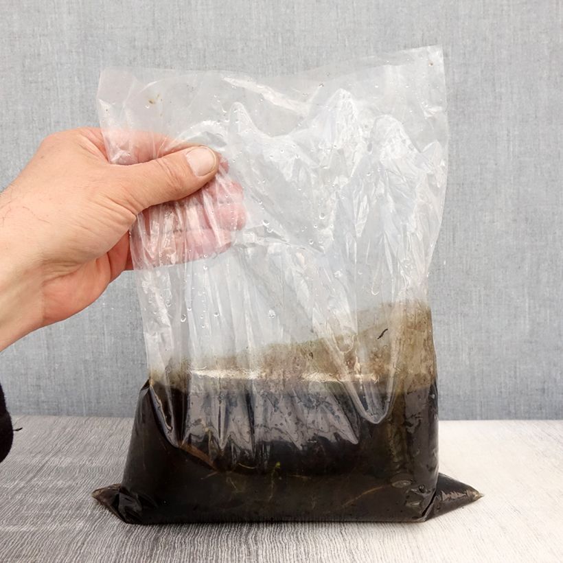 Example of Utricularia vulgaris - Groot blaasjeskruid Naakte wortel as you get in printemps