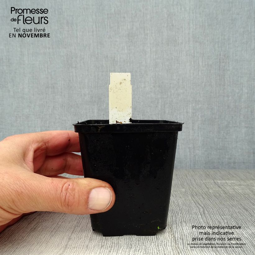 Exemplaar van Uvularia grandiflora - Feestklokje Kweekpotje van 8/9 cm zoals geleverd in de herfst