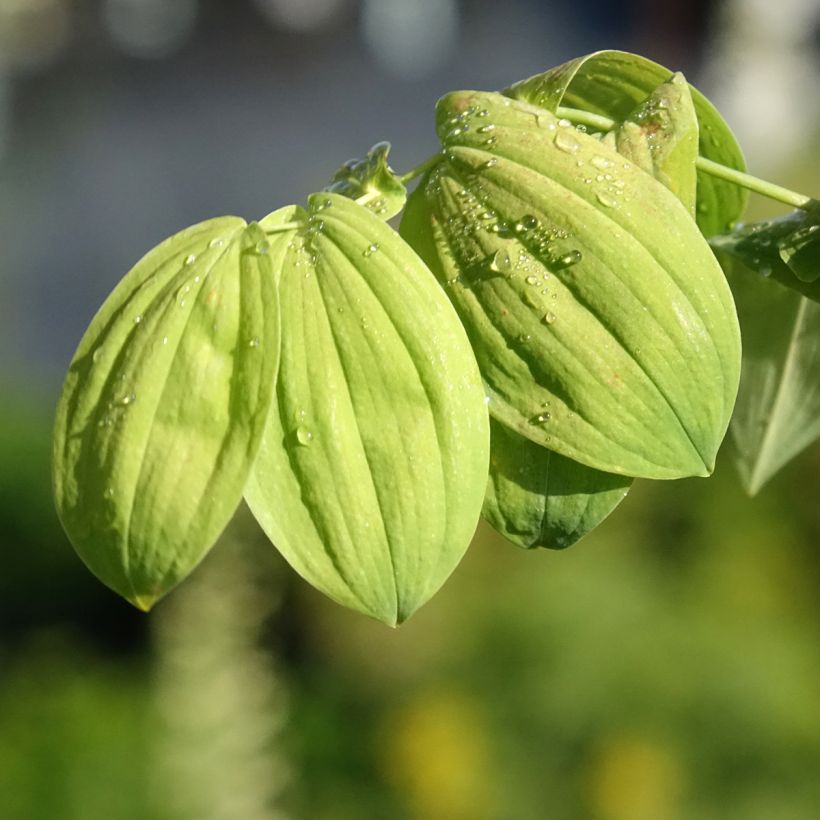 Uvularia grandiflora - Feestklokje (Blad)
