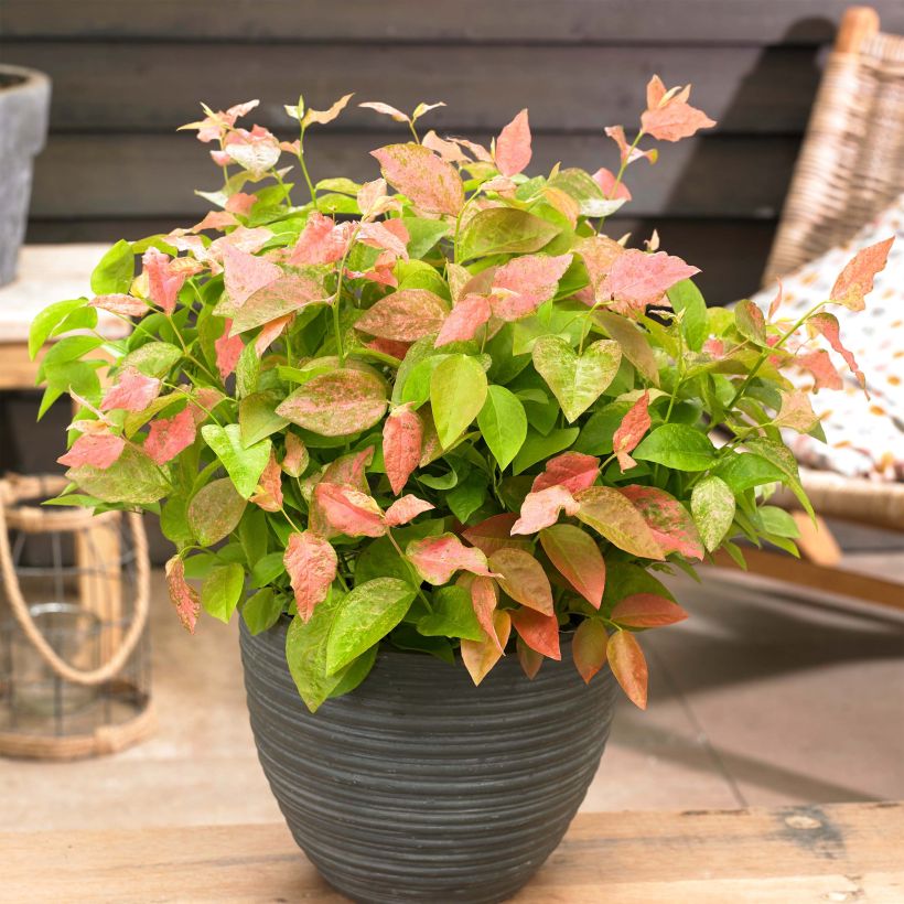 Blauwe bes Flamingo (Groeiplaats)