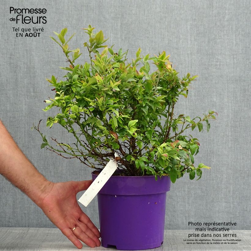 Exemplaar van Blauwe bes Tophat - Amerikaanse bosbes Pot van 4 l/5 l, Struik zoals geleverd in de zomer