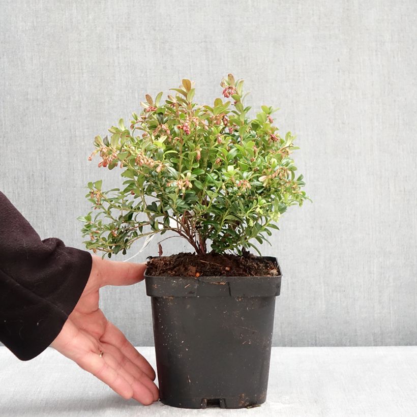 Exemplaar van Rode bosbes Miss Cherry - Vaccinium vitis-idaea Pot van 2 l/3 l zoals geleverd in de winter