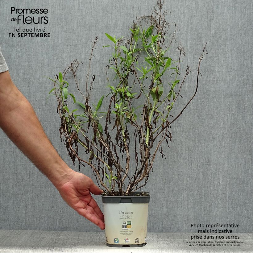 Exemplaar van Centranthus ruber Albus - Witte valeriaan Pot van 2 l/3 l zoals geleverd in de herfst