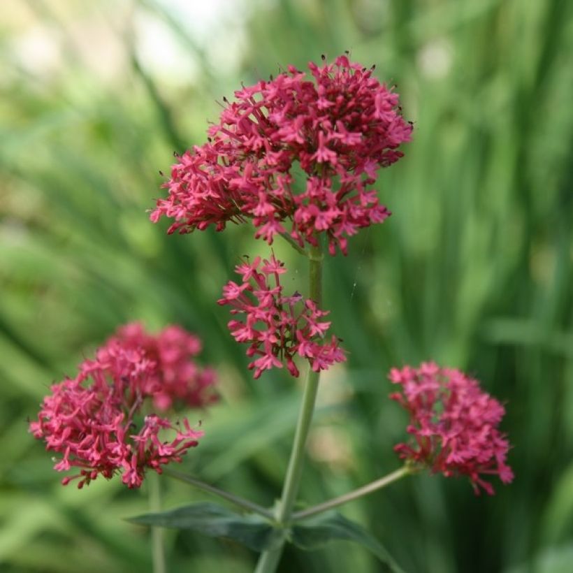 Centranthus ruber - Rode valeriaan (Bloei)