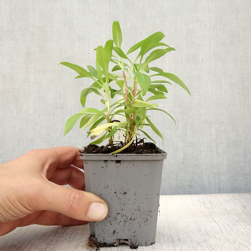 Exemplaar van Centranthus ruber - Rode valeriaan Kweekpotje van 8/9 cm zoals geleverd in de herfst