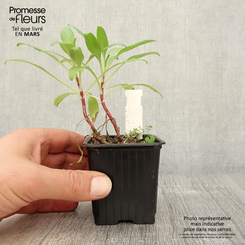 Exemplaar van Centranthus ruber - Rode valeriaan Kweekpotje van 8/9 cm zoals geleverd in de lente