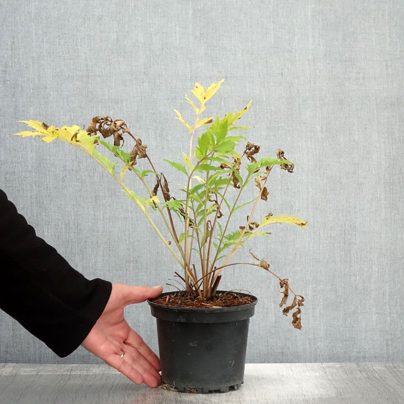 Exemplaar van Valeriana officinalis - Echte valeriaan Pot van 2 l/3 l zoals geleverd in de herfst