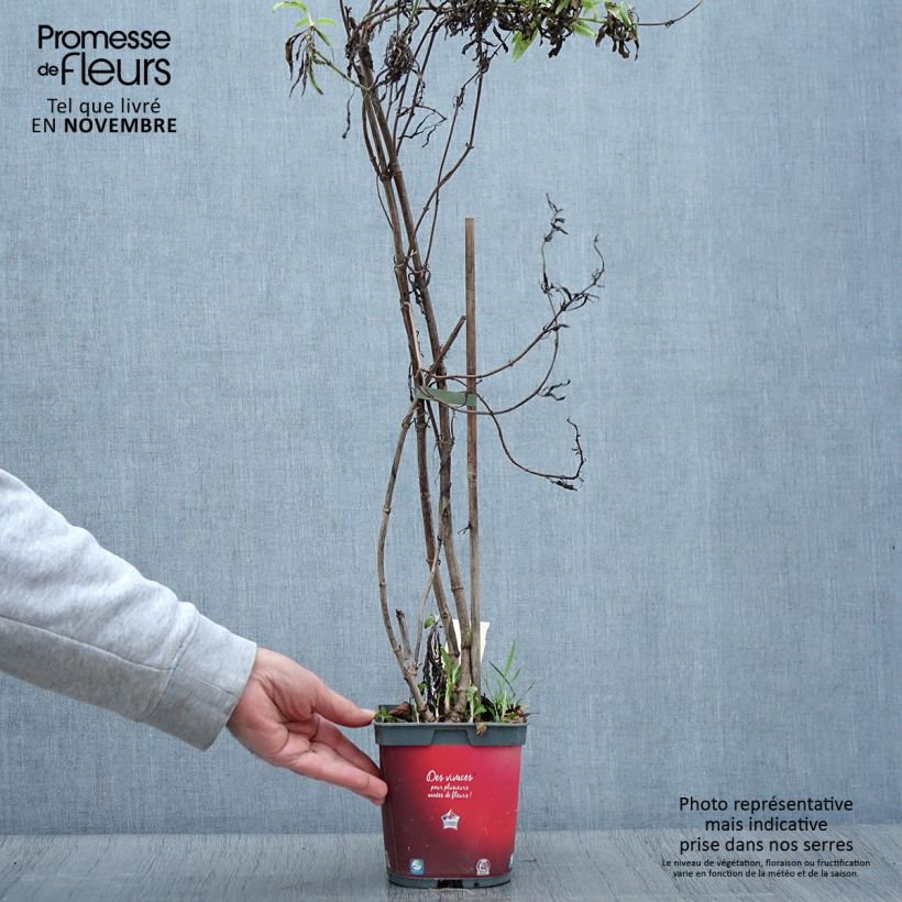 Exemplaar van Centranthus ruber Coccineus - Rode valeriaan Pot van 2 l/3 l zoals geleverd in de herfst