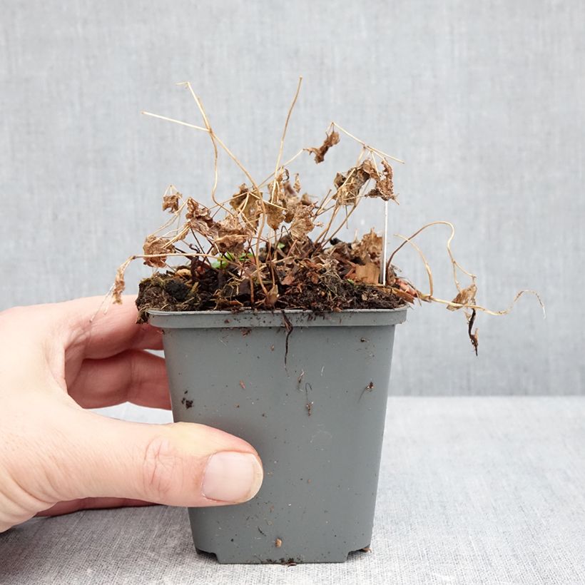 Exemplaar van Vancouveria hexandra - Vancouveria Kweekpotje van 8/9 cm zoals geleverd in de winter