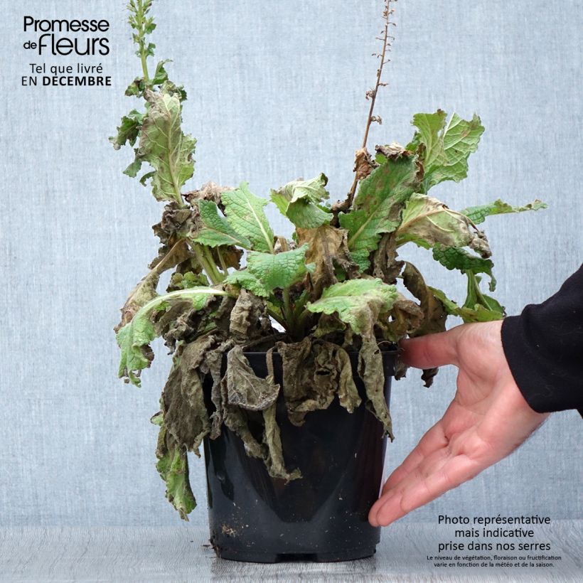 Exemplaar van Verbascum Dark Eyes - Toorts Pot van 2 l/3 l zoals geleverd in de herfst