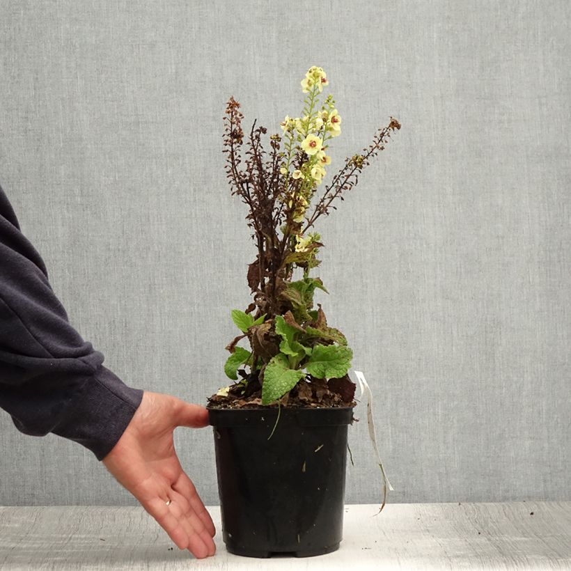 Exemplaar van Verbascum Dark Eyes - Toorts Pot van 2 l/3 l zoals geleverd in de zomer